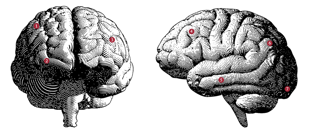 Front and side views of the brain Front and side illustrations of the brain with numbers specifying locations