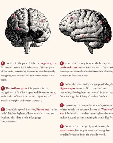 Your Brain, Reading