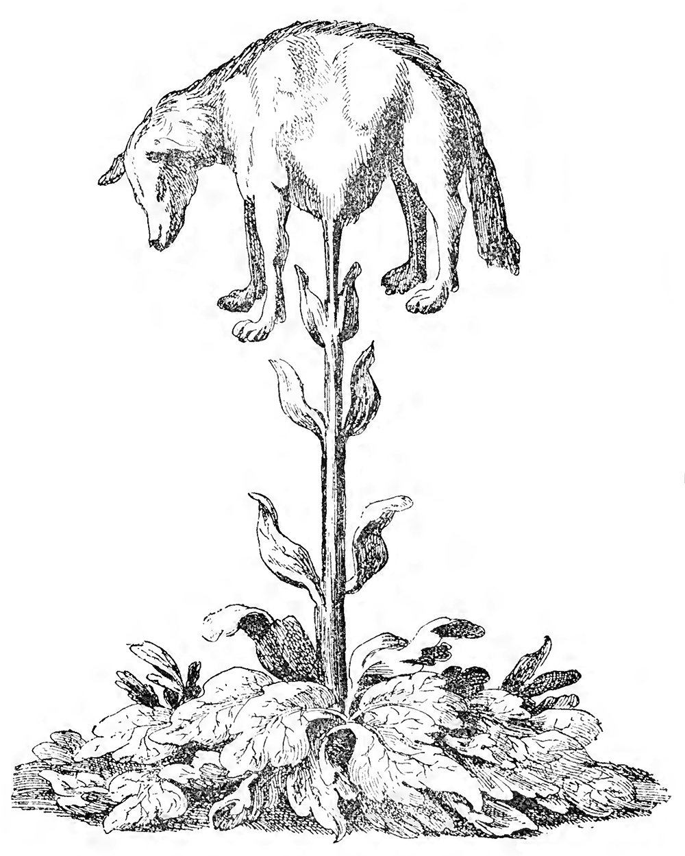 “The ‘Barometz,’ or ‘Tartarian Lamb,’ ” after Joannes Zahn, from The Vegetable Lamb of Tartary, by Henry Lee, 1887. The Internet Archive, University of Toronto.