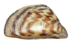Beige, gray, and white striped shell